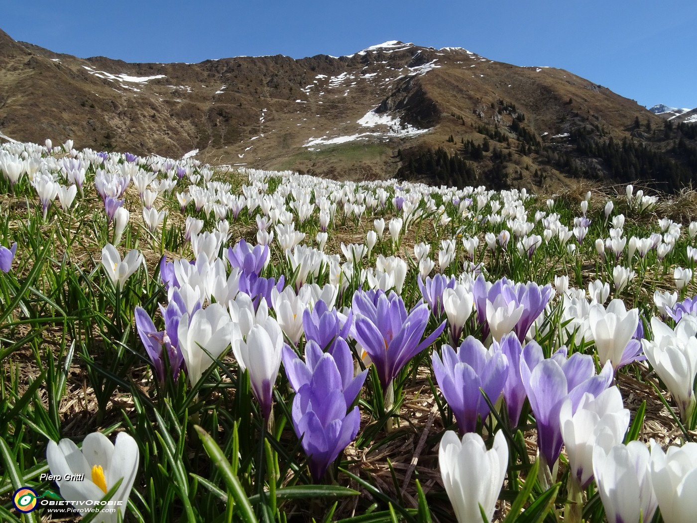 17 Distese di Zafferano maggiore (Crocus vernus) sui prati alla Baita del Camoscio.JPG